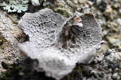 Umbilicaria decussata