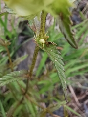 Rhinanthus glacialis