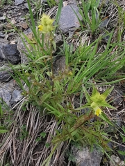 Rhinanthus glacialis