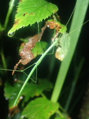 Sipyloidea rentzi