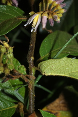 Solanum aturense