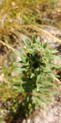 Madia sativa