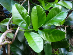 Tecomanthe speciosa