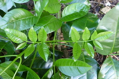 Tecomanthe speciosa