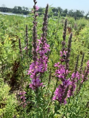 Lythrum salicaria