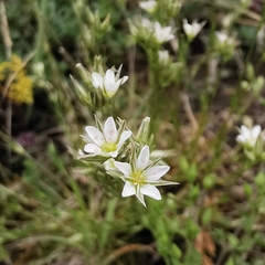 Minuartia rostrata