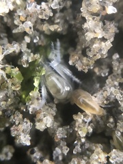 Megalorchestia pugettensis