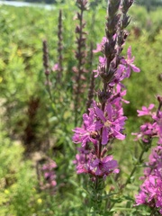 Lythrum salicaria