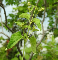 Heliopsis helianthoides