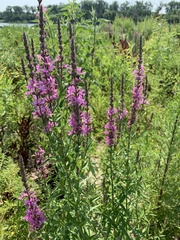 Lythrum salicaria