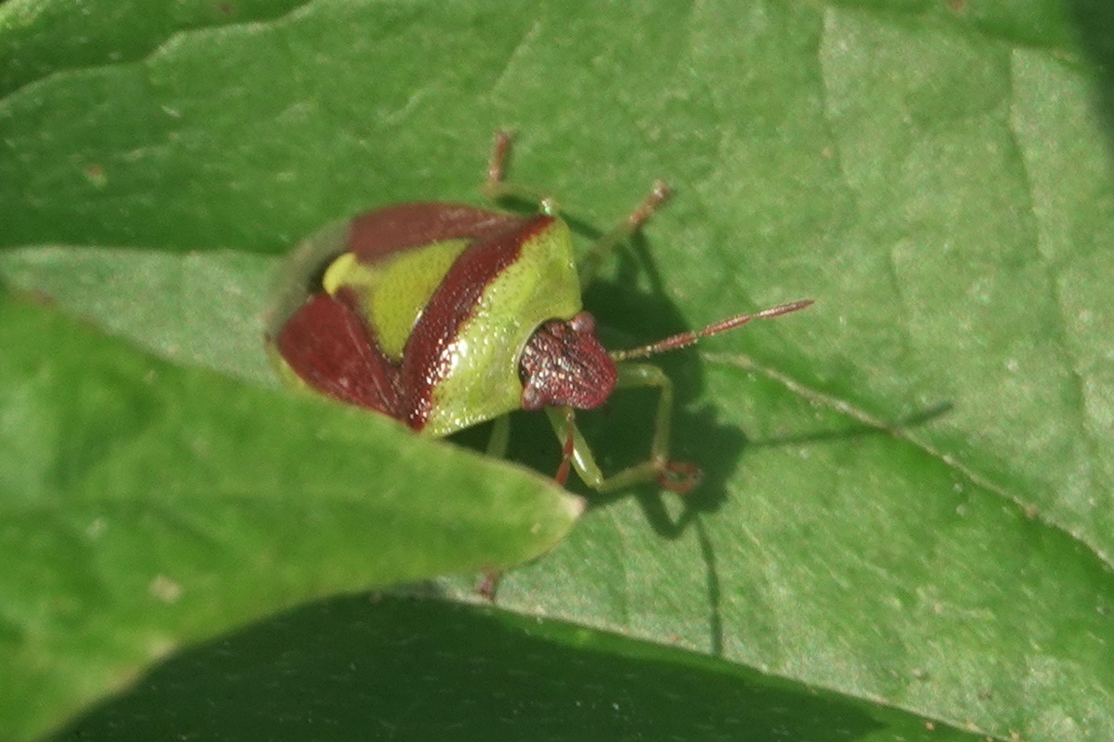 Green Burgundy Stink Bug from Chandler Park Area, Cougar Mountain ...