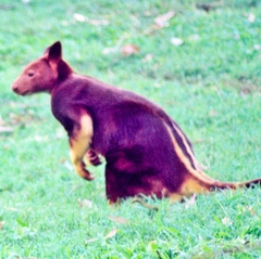 Dendrolagus goodfellowi