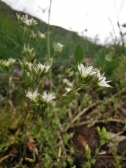 Minuartia rostrata