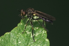 Eudioctria sackeni