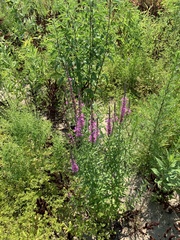 Lythrum salicaria