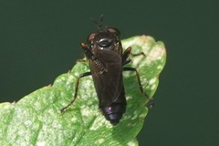 Eudioctria sackeni