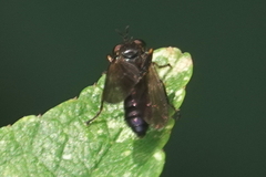 Eudioctria sackeni