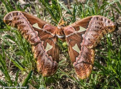 Rothschildia aurota