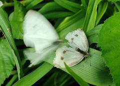 Pieris rapae