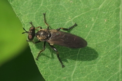 Eudioctria sackeni