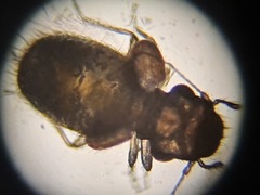 Lepinotus