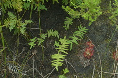 Gleichenia polypodioides