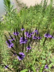 Verbena hastata
