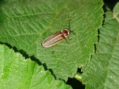 Photinus signaticollis