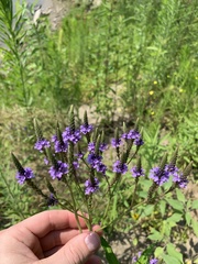 Verbena hastata