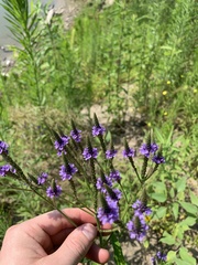 Verbena hastata