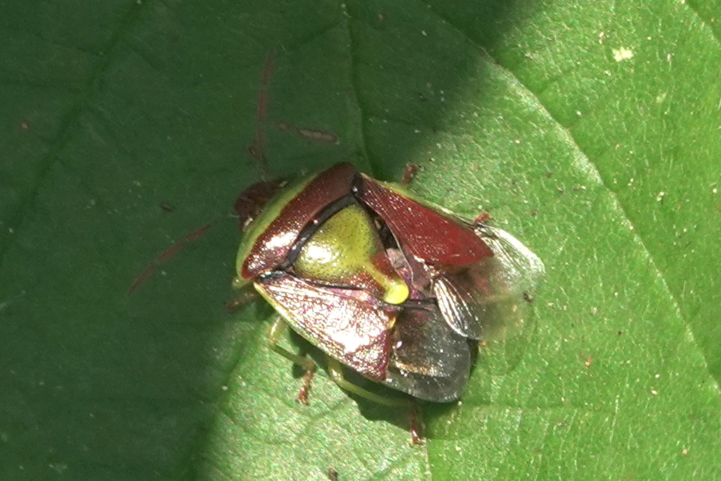 Green Burgundy Stink Bug from Chandler Park Area, Cougar Mountain ...