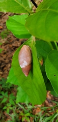 Euglandina rosea image