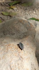 Chrysochroinae