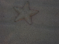 Astropecten jonstoni
