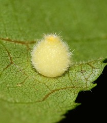 Caryomyia hirtidolium