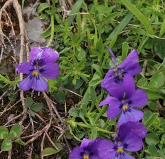 Viola calcarata