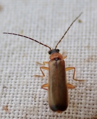 Rhagonycha lutea