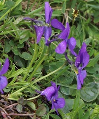 Viola calcarata