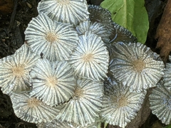 Psathyrellaceae