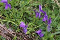 Viola calcarata