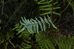 Gleichenia polypodioides