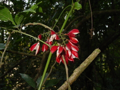 Paullinia meliifolia
