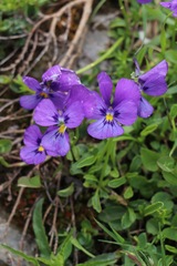 Viola calcarata