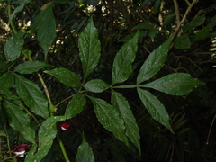 Paullinia meliifolia
