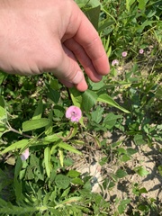 Strophostyles helvola