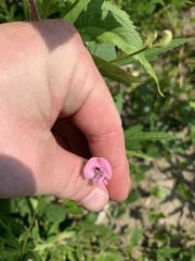 Strophostyles helvola