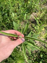 Strophostyles helvola