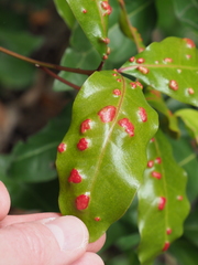 Aceria barbujanae