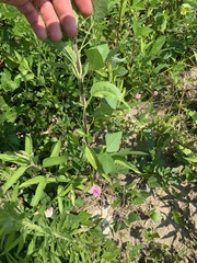 Strophostyles helvola