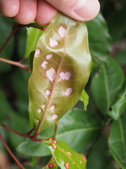 Aceria barbujanae